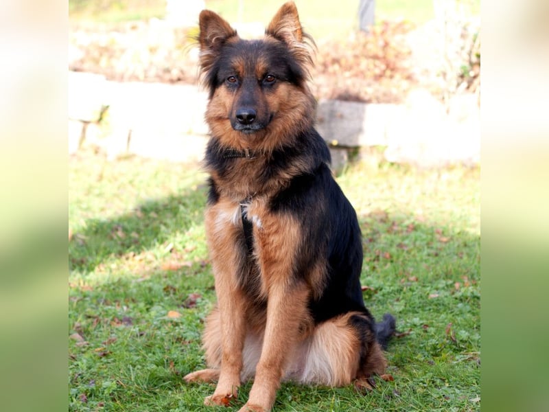 Puschkina - lebhaft und lieb - Tierhilfe Franken e.V.