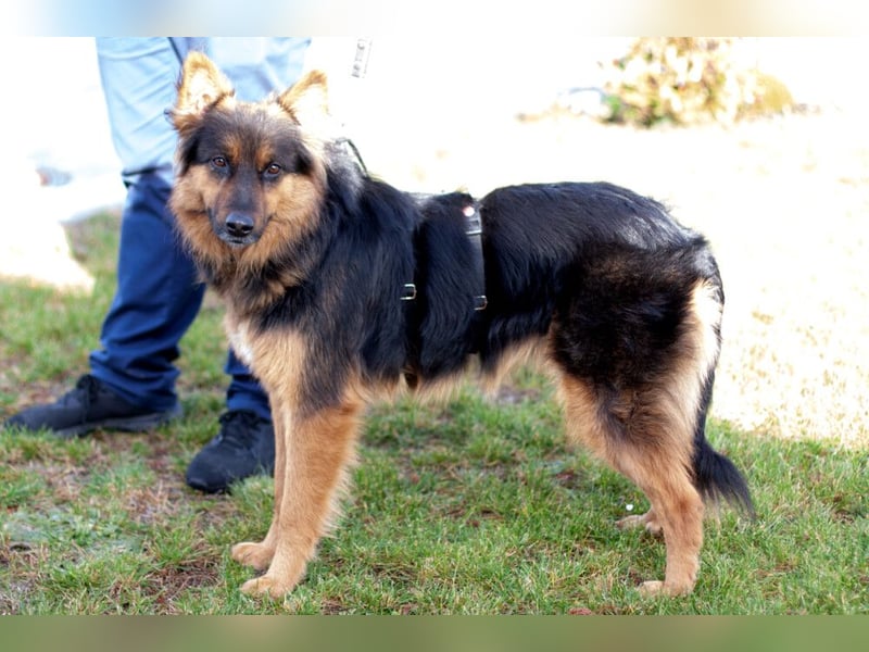 Puschkina - lebhaft und lieb - Tierhilfe Franken e.V.