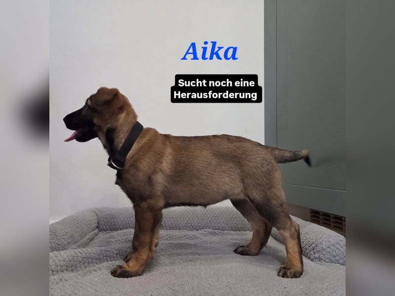 DSH Welpen aus FCI-VDH-Zucht