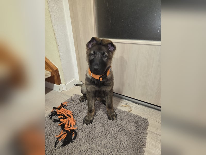 DSH Welpen aus FCI-VDH-Zucht