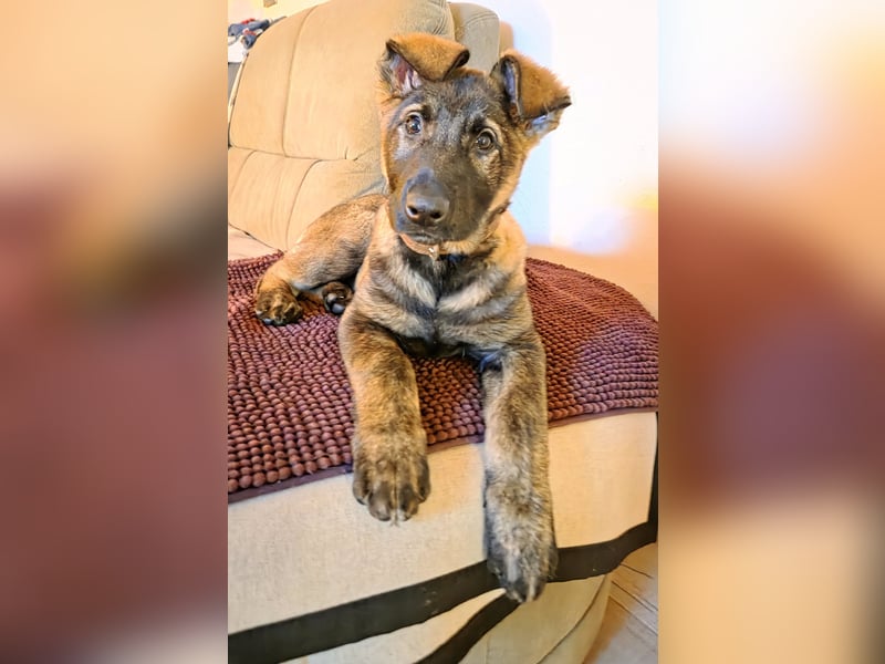 DSH Welpen aus FCI-VDH-Zucht