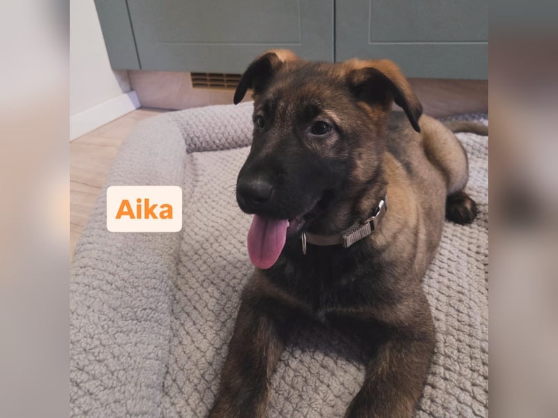 DSH Welpen aus FCI-VDH-Zucht