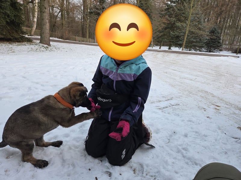 DSH Welpen aus FCI-VDH-Zucht