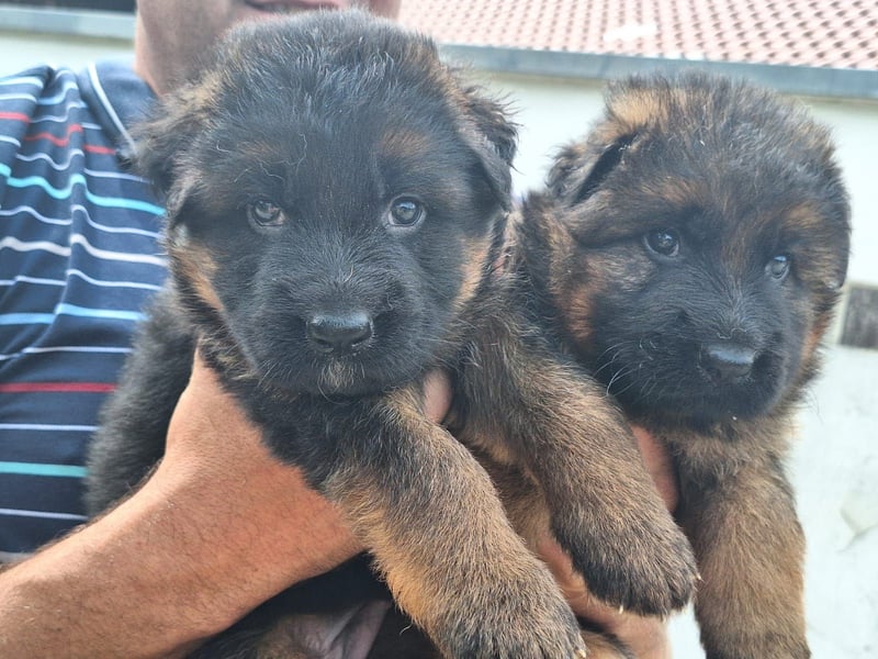 Deutsche Schäferhundwelpen aus der Familie,für die Familie