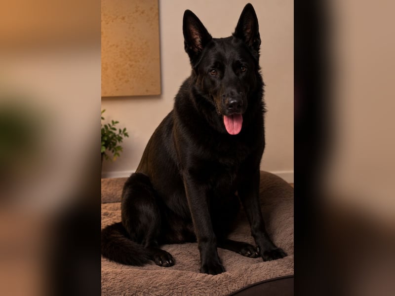 Deutscher Schäferhund