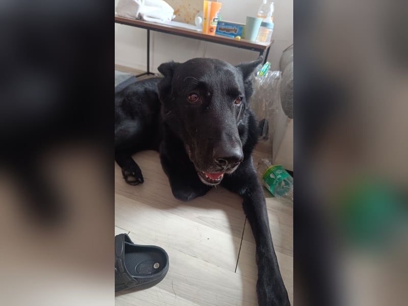 Deutscher Schäferhund