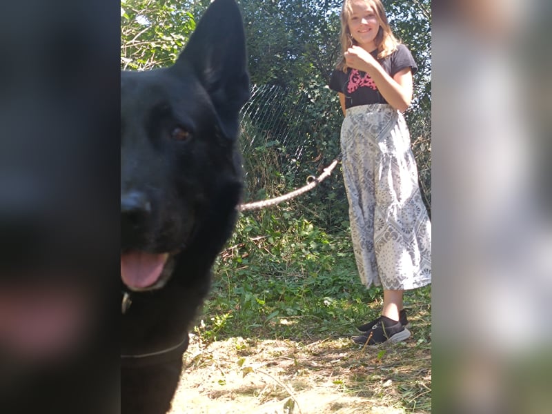 Deutscher Schäferhund