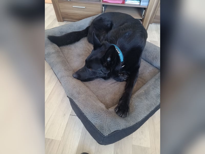 Deutscher Schäferhund