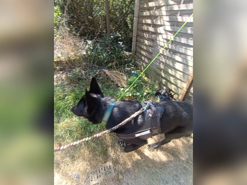 Deutscher Schäferhund
