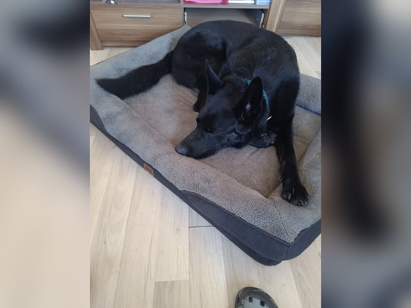 Deutscher Schäferhund