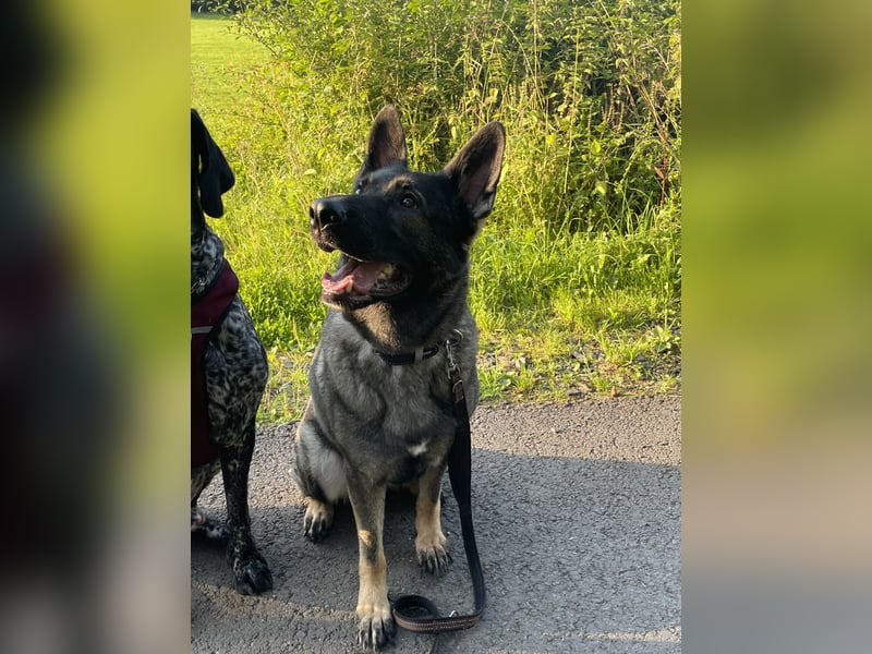 4 1/2 jährige DSH Hündin