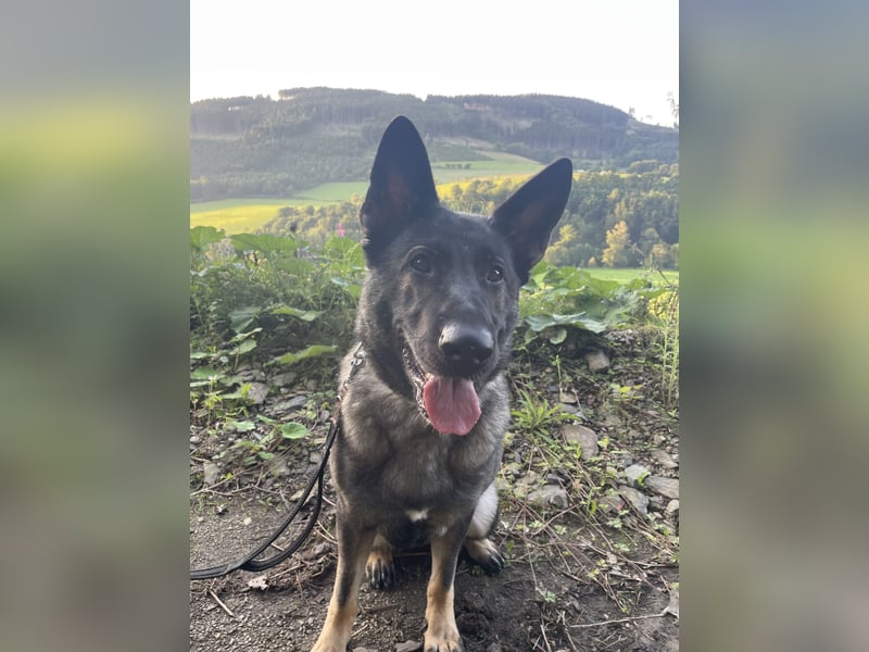 4 1/2 jährige DSH Hündin