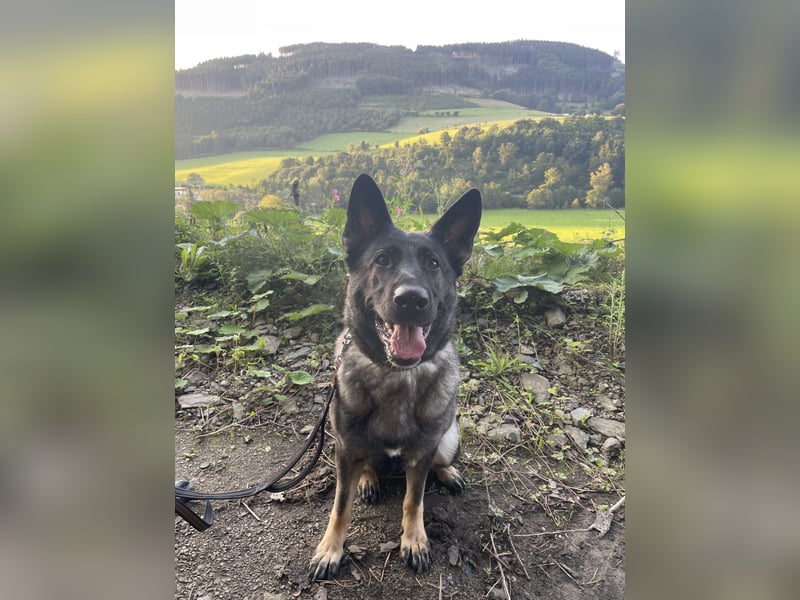 4 1/2 jährige DSH Hündin