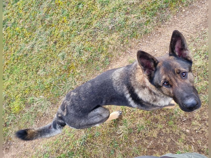 4 1/2 jährige DSH Hündin