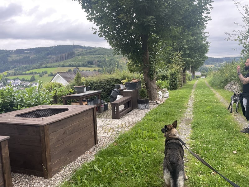 4 1/2 jährige DSH Hündin