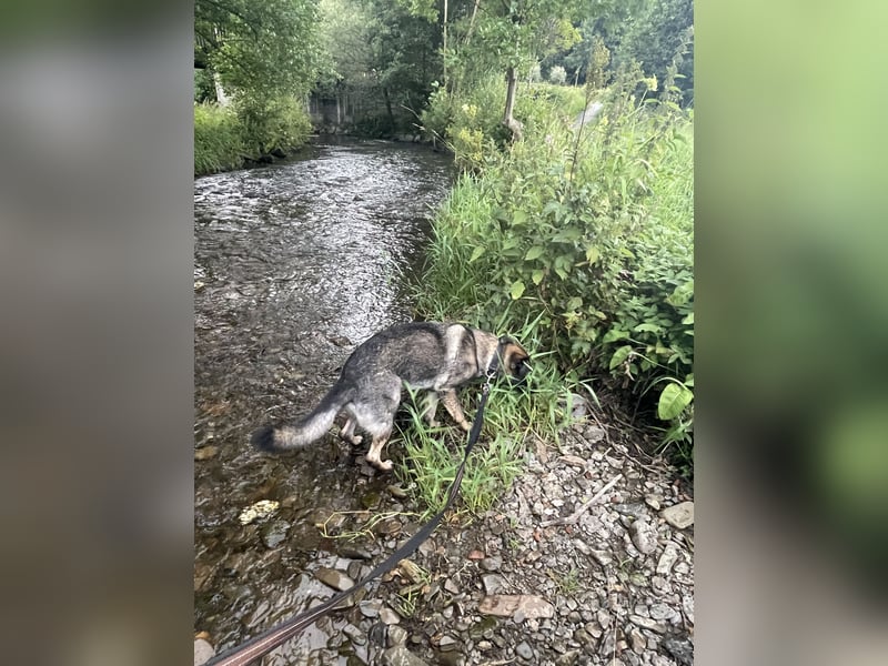 4 1/2 jährige DSH Hündin