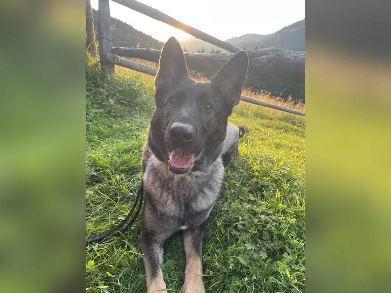 4 1/2 jährige DSH Hündin