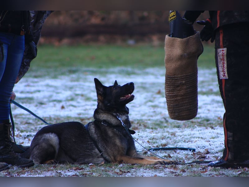 4 1/2 jährige DSH Hündin