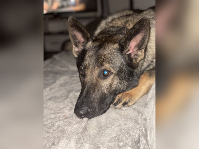 4 1/2 jährige DSH Hündin