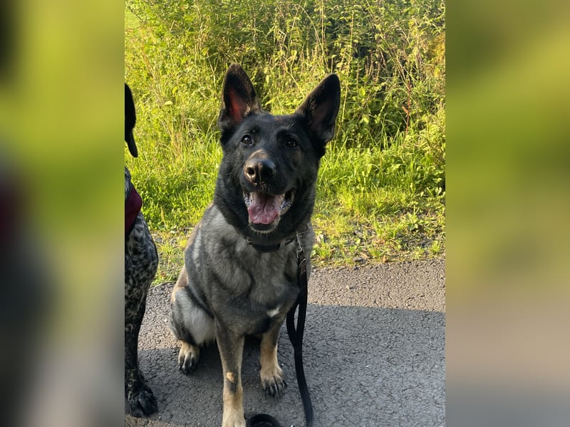 4 1/2 jährige DSH Hündin