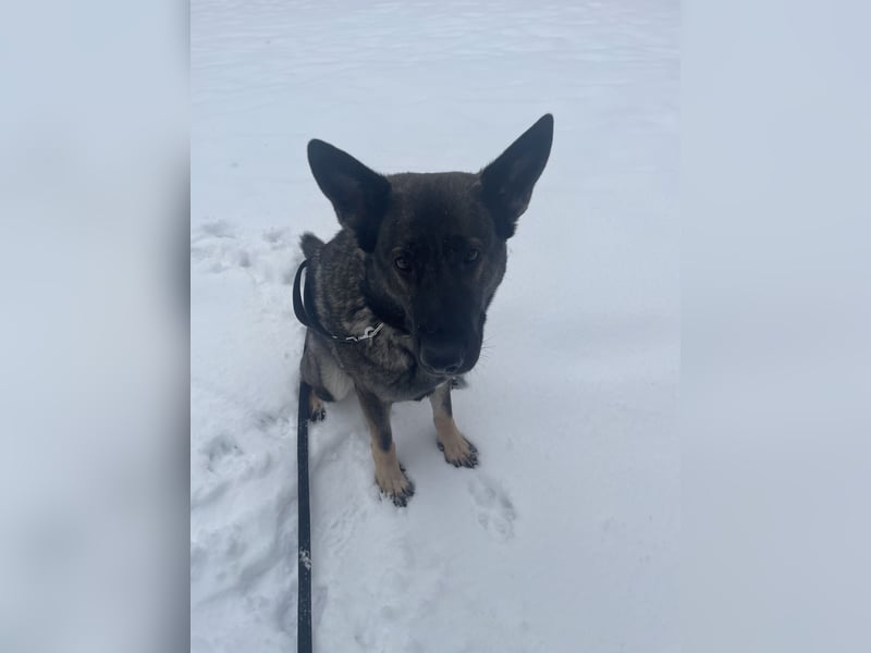 4 1/2 jährige DSH Hündin