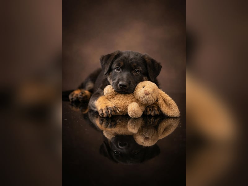 4 Mädels aus der Zucht von der Katze, mit Roten SV Papieren