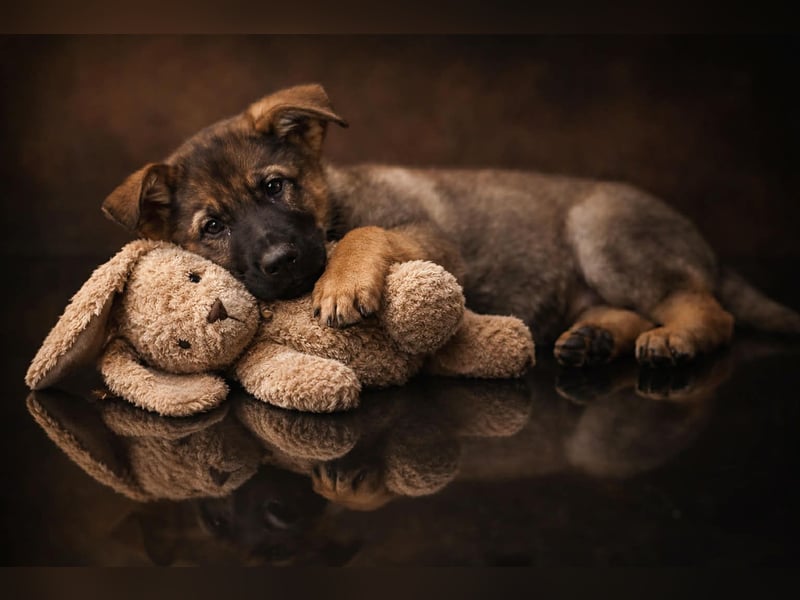 Drei junge Mädels aus der Zucht von der Katze, suchen noch ihren Dosenöffner