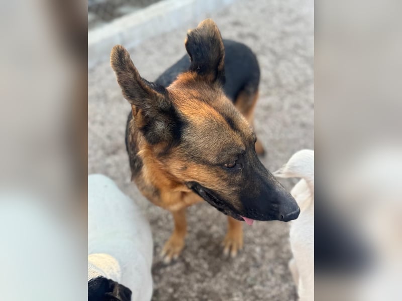 Luci – sanfte Schäferhundseele sucht endlich ihr Zuhause