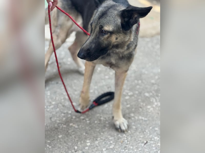 Sombra - sanfte Schäferhündin, sozial und katzenverträglich