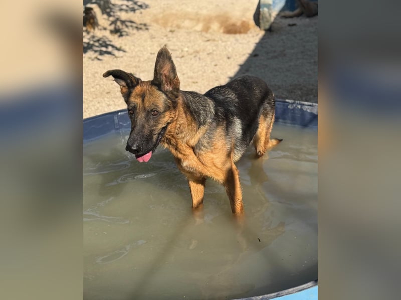Luci – sanfte Schäferhundseele sucht endlich ihr Zuhause