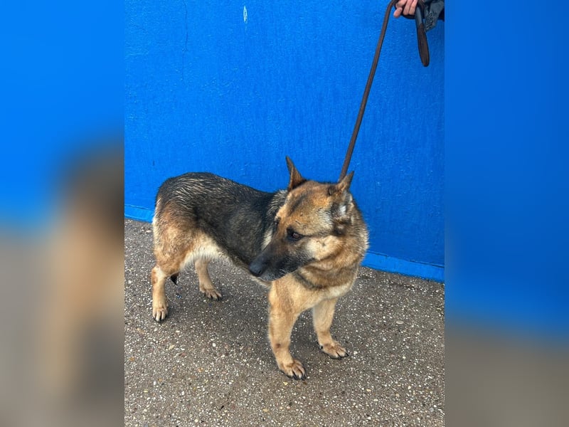 Nora, eine sanfte treue Seele sucht ihren Menschen