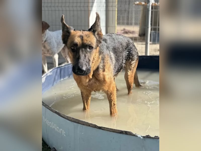 Luci – sanfte Schäferhundseele sucht endlich ihr Zuhause