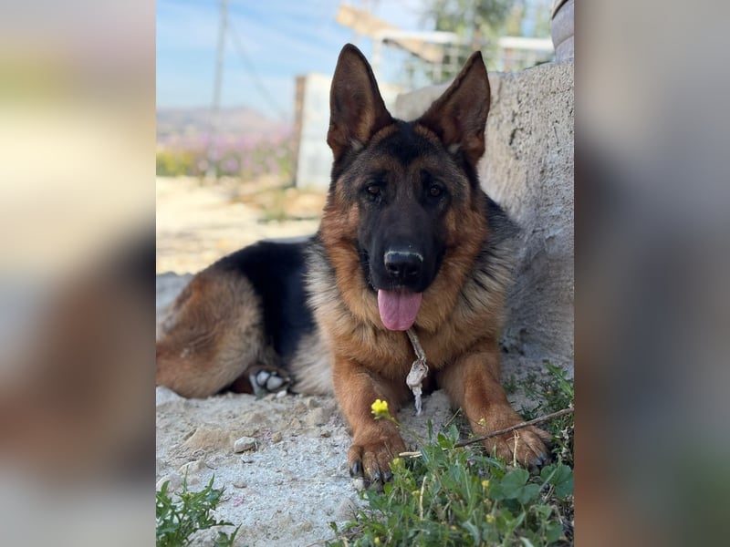 Megan - liebe Schäferhund-Seniorin sucht ein ebenerdiges Zuhause mit Herz