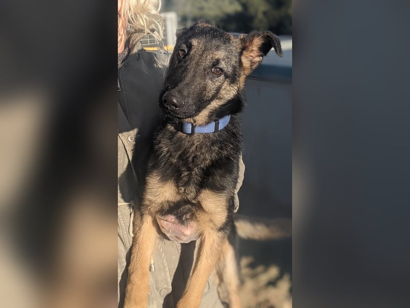 Tizón, freut sich auf Beschäftigung