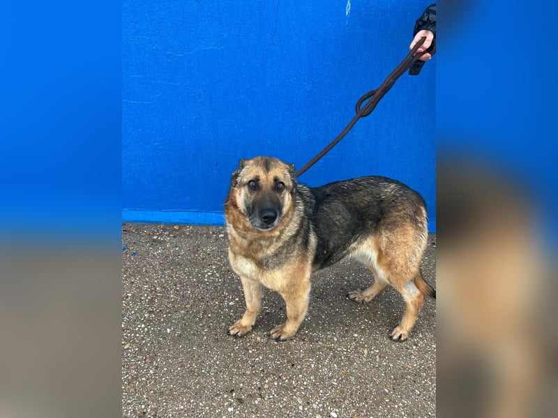 Nora, eine sanfte treue Seele sucht ihren Menschen