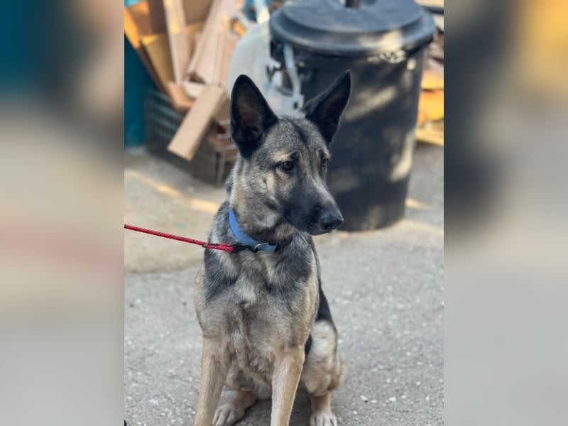 Sombra - sanfte Schäferhündin, sozial und katzenverträglich