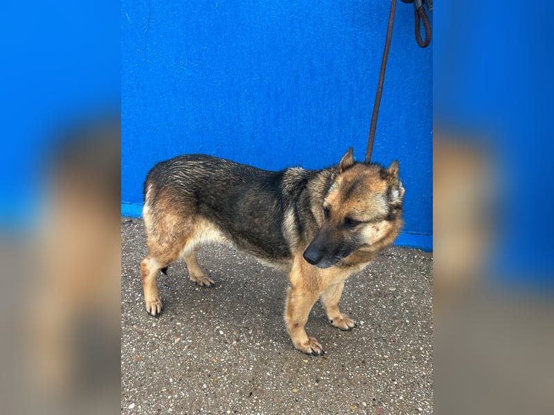 Nora, eine sanfte treue Seele sucht ihren Menschen