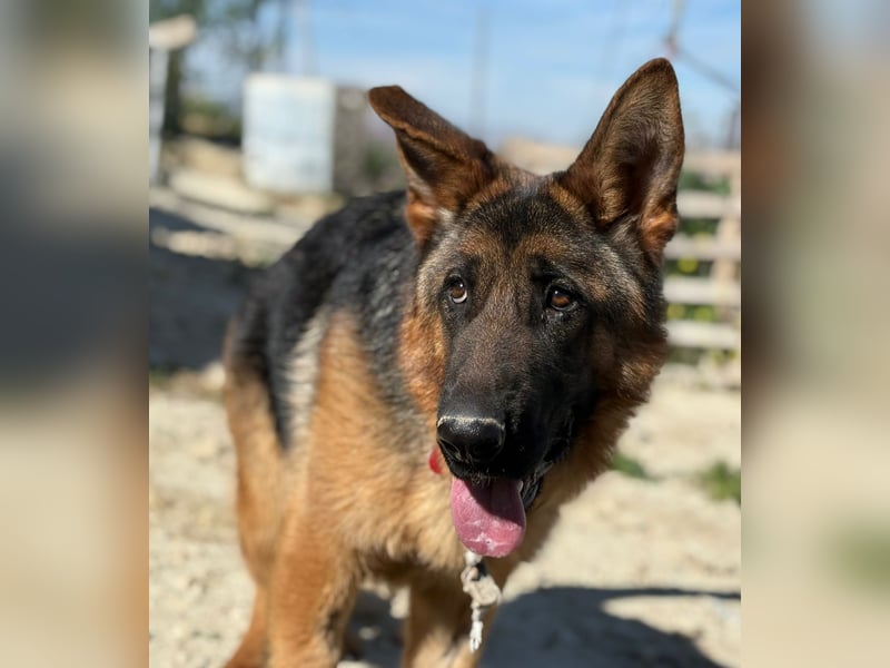 Megan - liebe Schäferhund-Seniorin sucht ein ebenerdiges Zuhause mit Herz