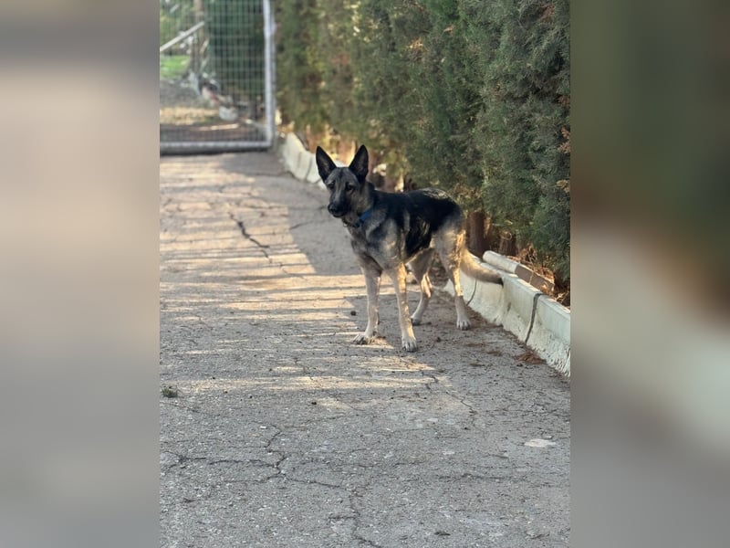 Sombra - sanfte Schäferhündin, sozial und katzenverträglich