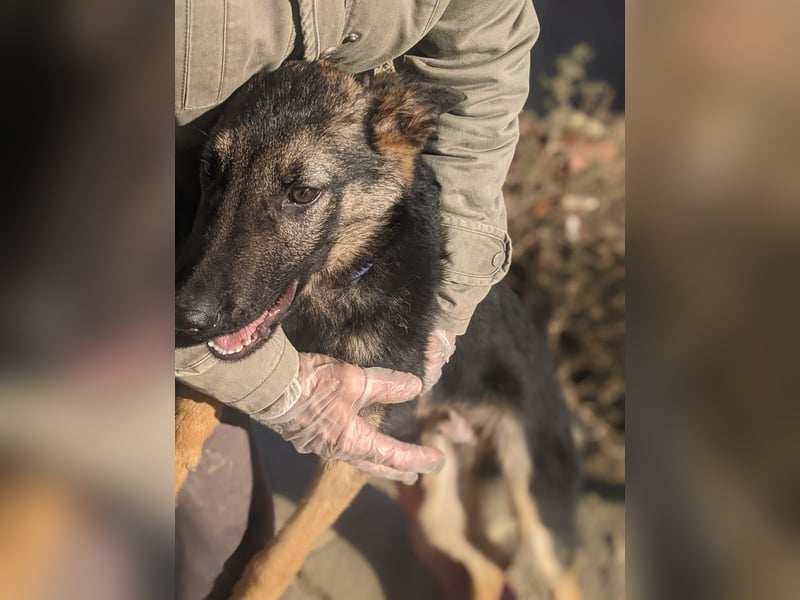 Tizón, freut sich auf Beschäftigung