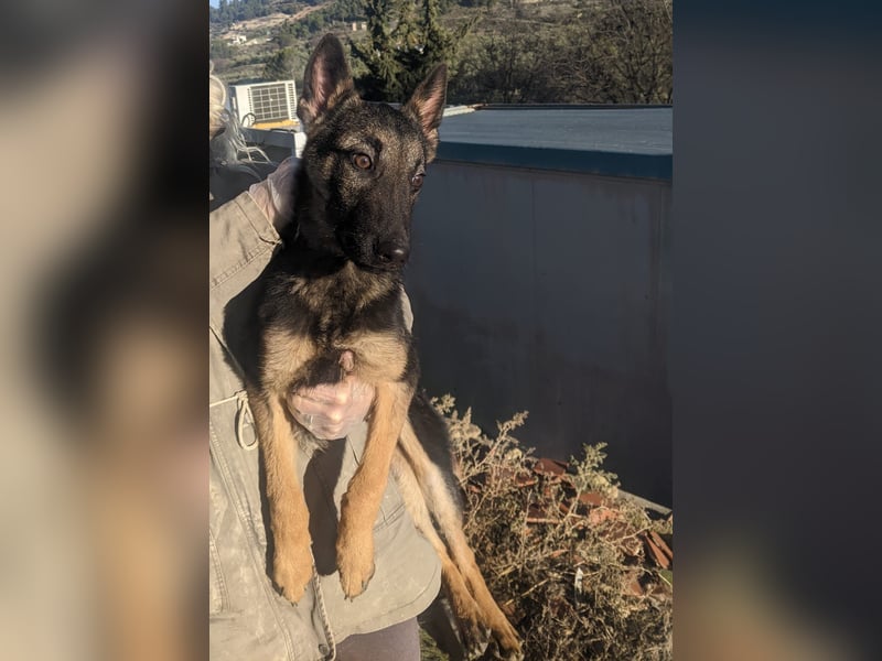 Tizón, freut sich auf Beschäftigung