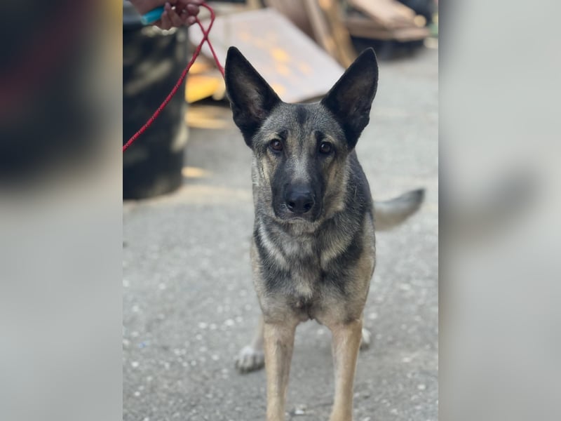 Sombra - sanfte Schäferhündin, sozial und katzenverträglich