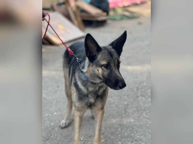 Sombra - sanfte Schäferhündin, sozial und katzenverträglich