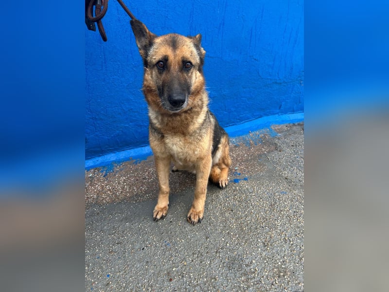 Nora, eine sanfte treue Seele sucht ihren Menschen