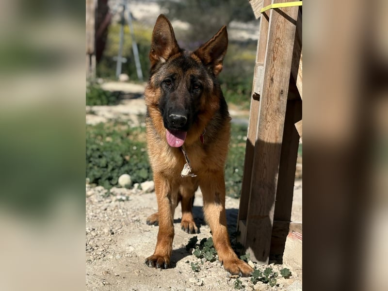 Megan - liebe Schäferhund-Seniorin sucht ein ebenerdiges Zuhause mit Herz