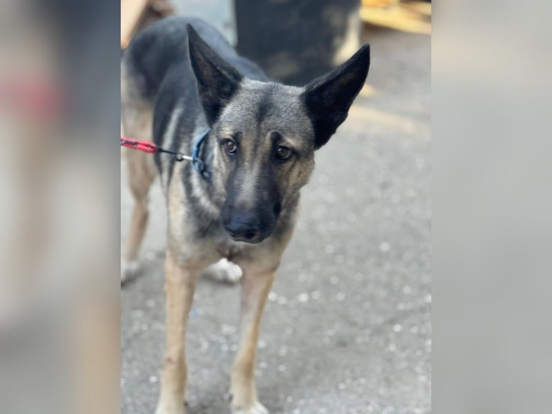 Sombra - sanfte Schäferhündin, sozial und katzenverträglich