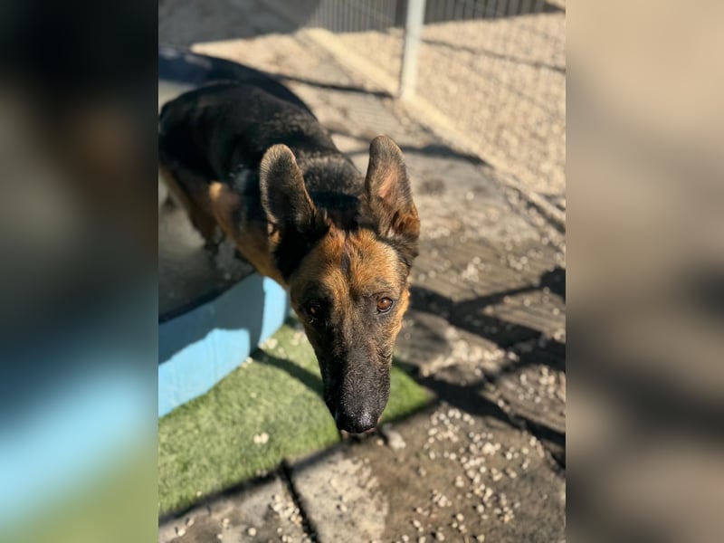 Luci – sanfte Schäferhundseele sucht endlich ihr Zuhause