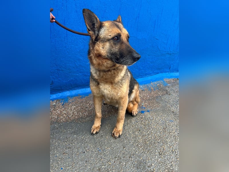 Nora, eine sanfte treue Seele sucht ihren Menschen