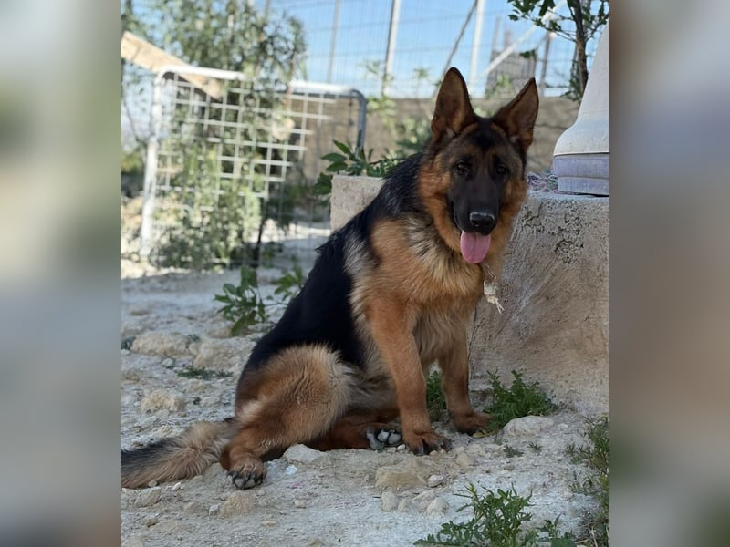Megan - liebe Schäferhund-Seniorin sucht ein ebenerdiges Zuhause mit Herz