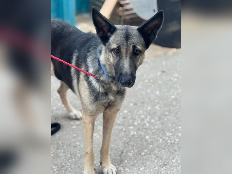 Sombra - sanfte Schäferhündin, sozial und katzenverträglich